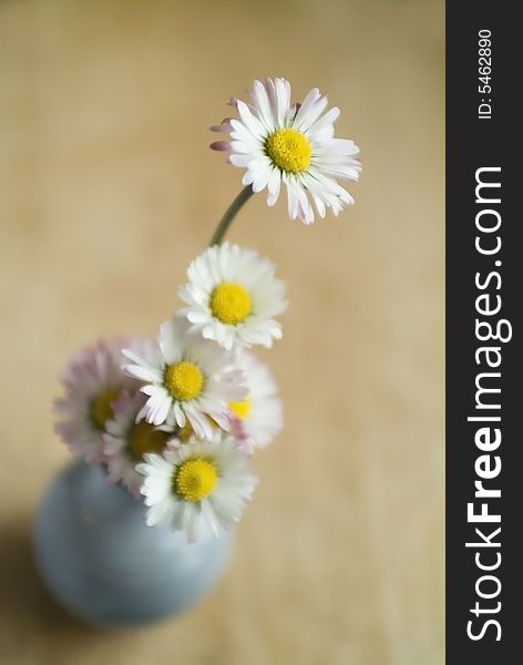 Little vase with some daisies