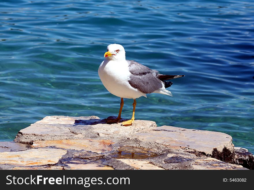 Sea gull on the stone with sea background. Sea gull on the stone with sea background