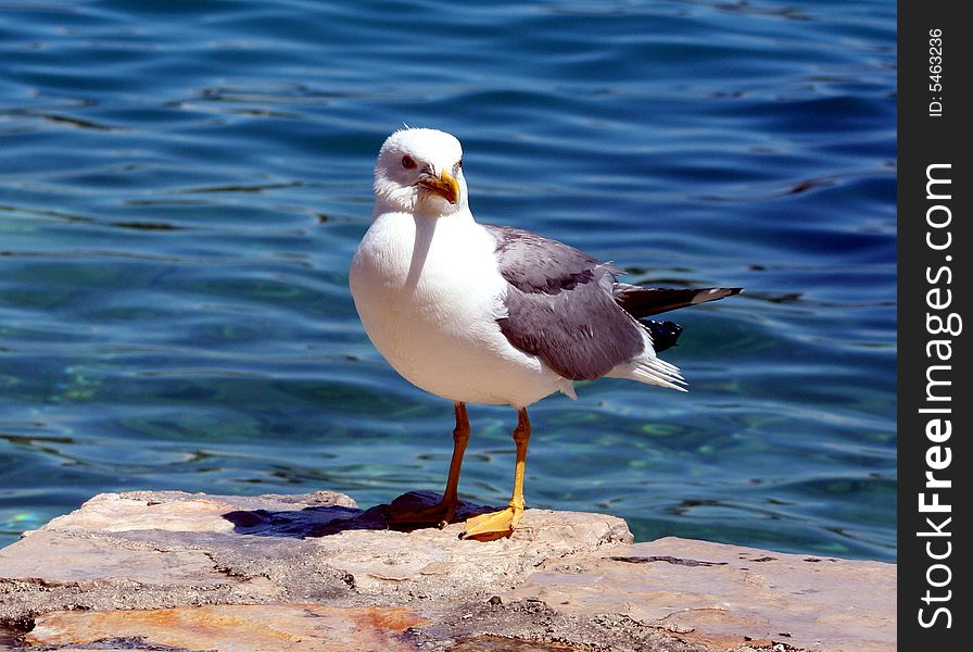 Sea gull on the stone with sea background. Sea gull on the stone with sea background