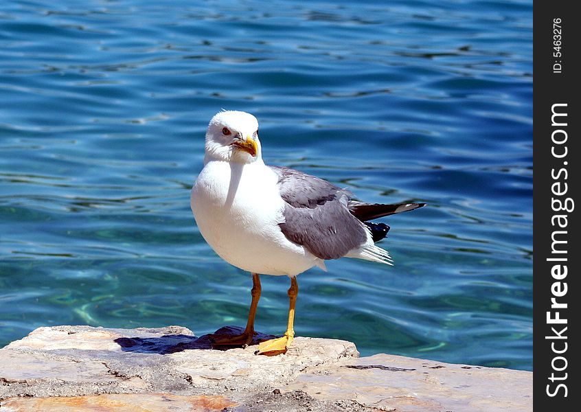 Sea gull on the stone with sea background. Sea gull on the stone with sea background