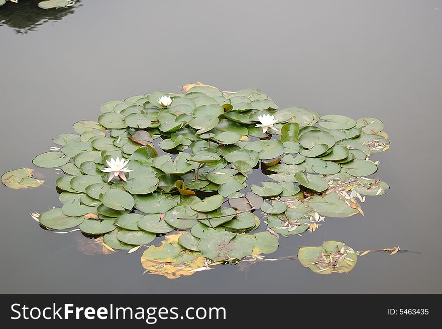 The leaves of water lily