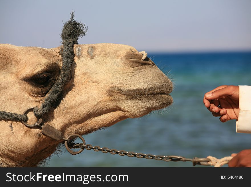 Boy`s hand is stroking camel. Boy`s hand is stroking camel.