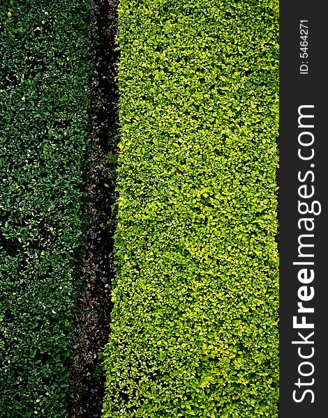 Dark and light green grass background