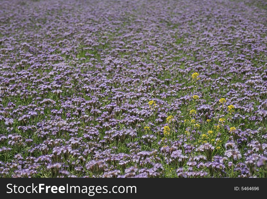 Violet Field Background Texture
