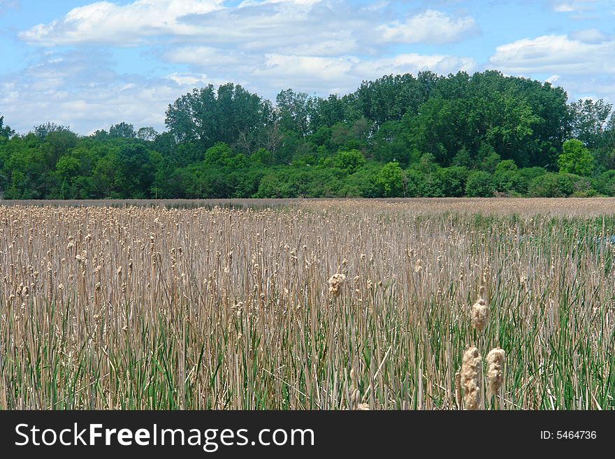 A picture of a field of tall grass with trees in background in summer. A picture of a field of tall grass with trees in background in summer