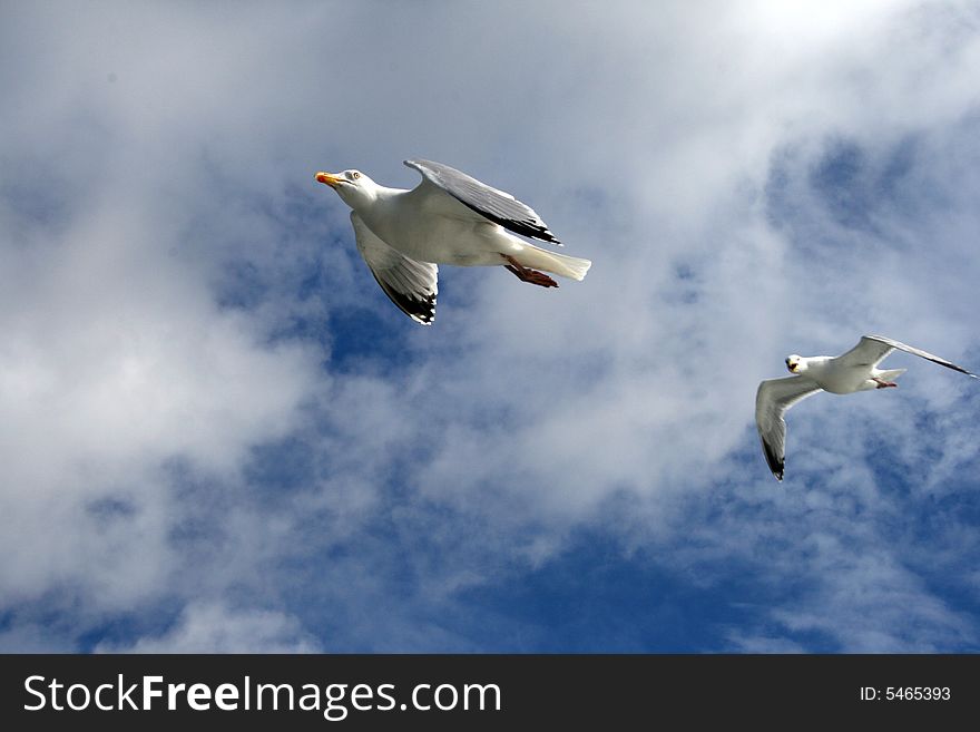 Two sea-gulls flying against a blue sky