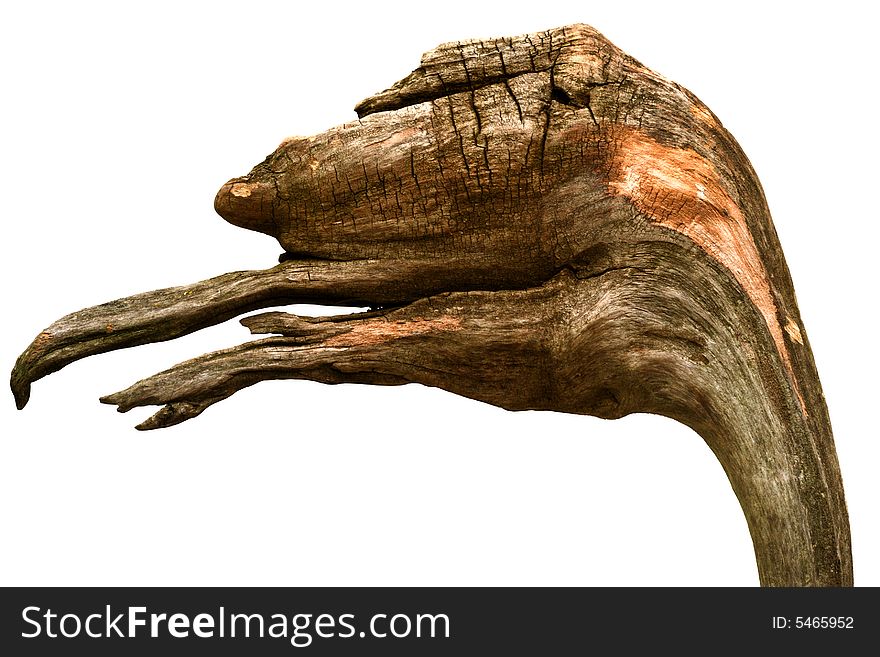 Snag In Form Head Of Dinosaur