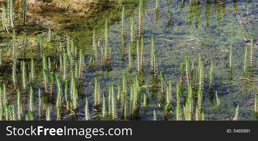 Float grass in jiuzhaigou scenery