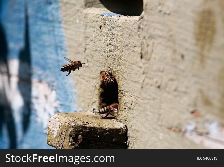 Working bees. Work all the day long. Working bees. Work all the day long.