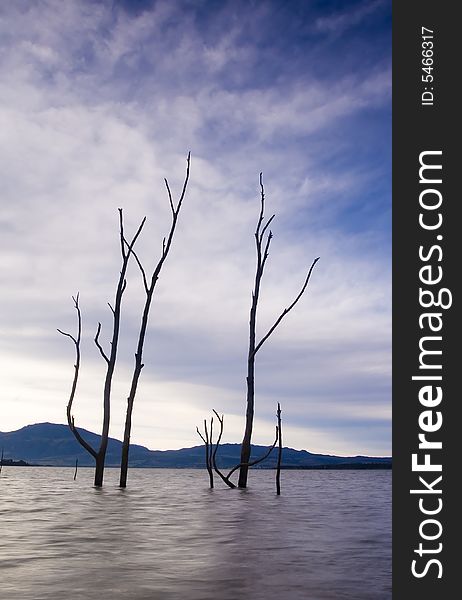Dead trees in the water