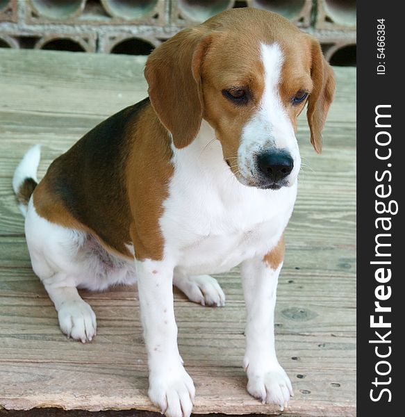 Sitting beagle