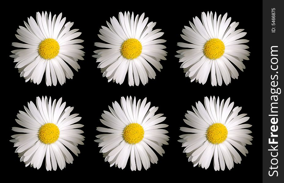 Camomile flowers isolated over a black background