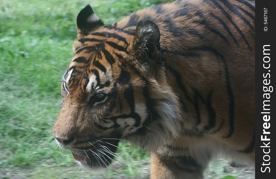 A tiger roaming on the grass