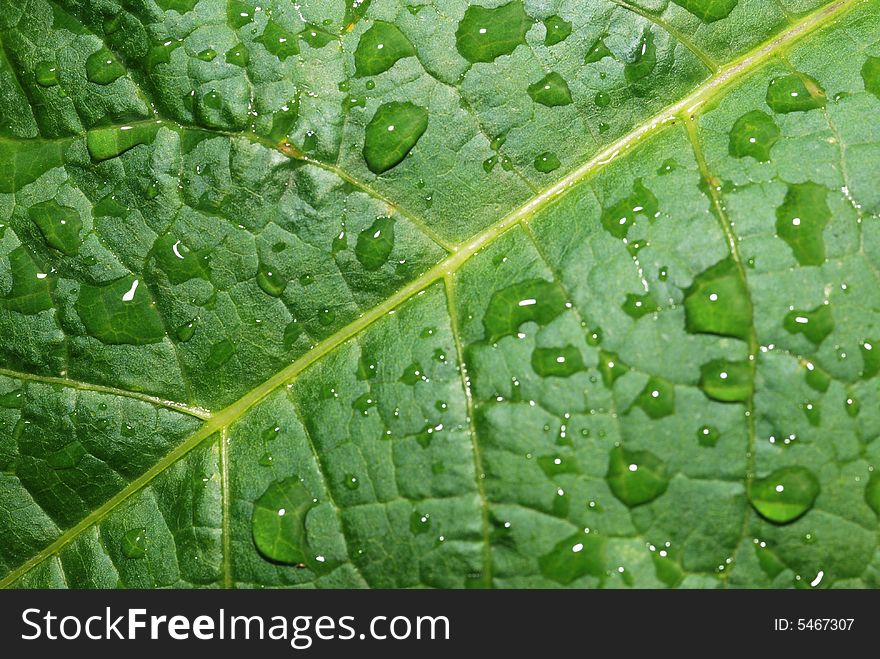 Drops on a leaf. Morning dew on green vegetation