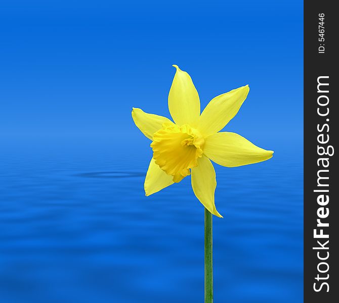 Conceptual image of daffodil over water ripples