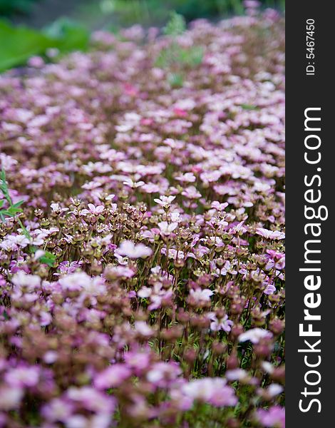 Pink flowers on green moss