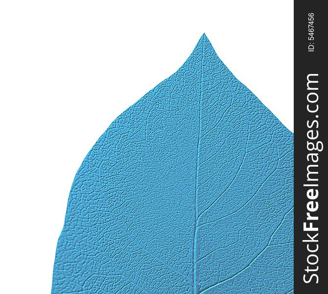 Close-up of isolated blue toned leaf on white