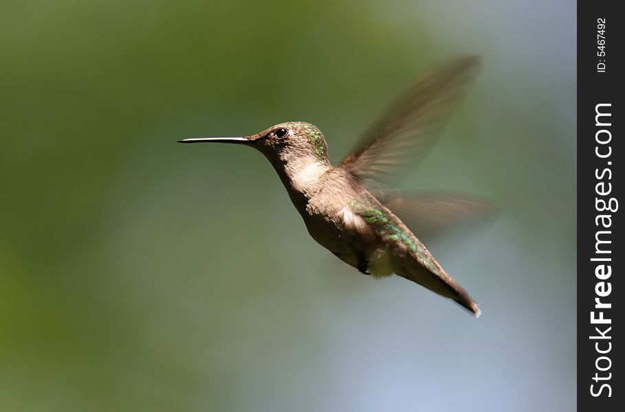 Female Ruby-throated Hummingbird hovering in mid-air. Female Ruby-throated Hummingbird hovering in mid-air.