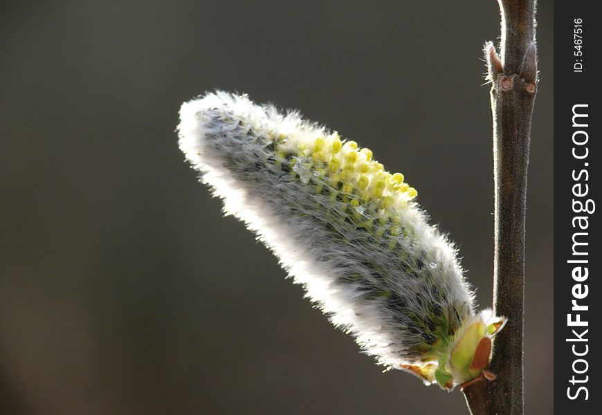 Blossoming Willow. Spring. Yellow.