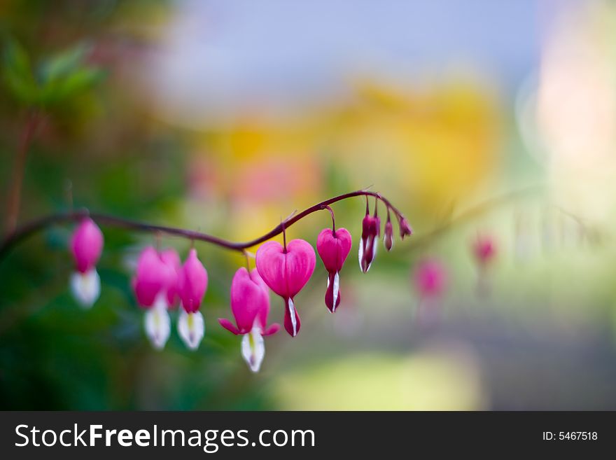 Bright Pink Flowers