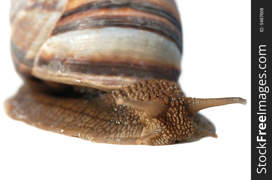 Snail. A photo close up snail. With detailed study of a structure of a body