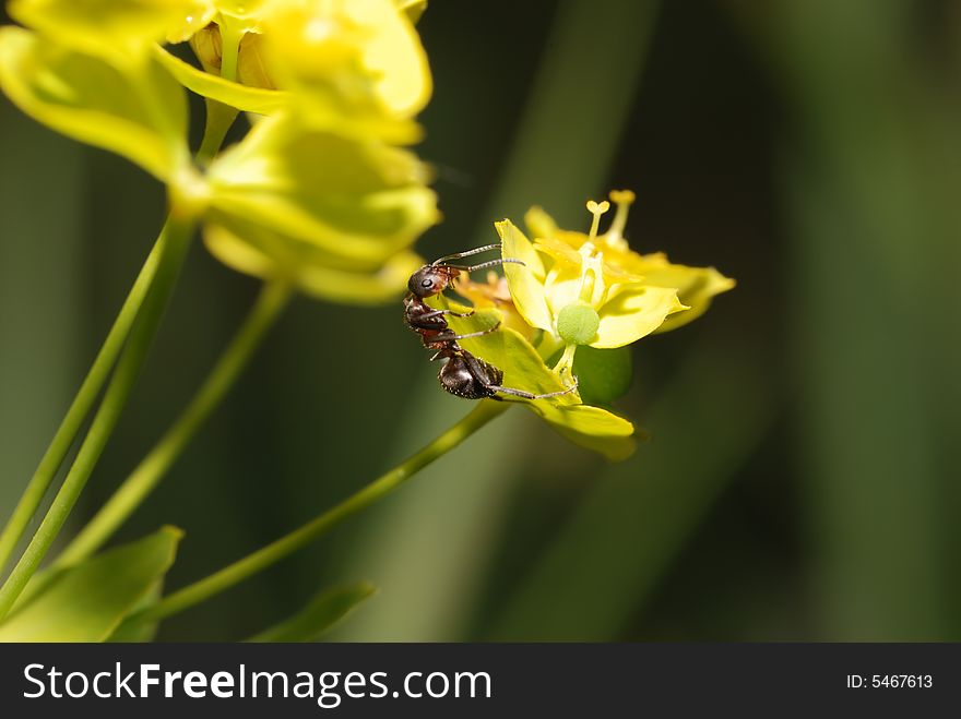 Ant on yellow on a flower. A photo close up