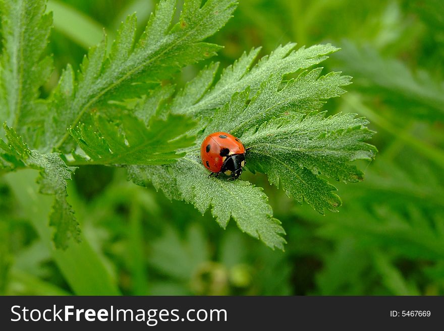 Little ladybug on the list of plant