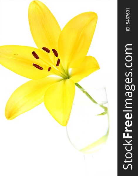 Isolated shot of a yellow lily on white background