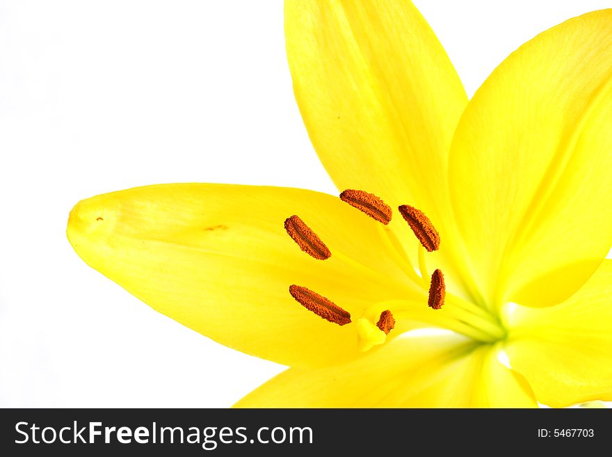Isolated shot of a yellow lily on white background