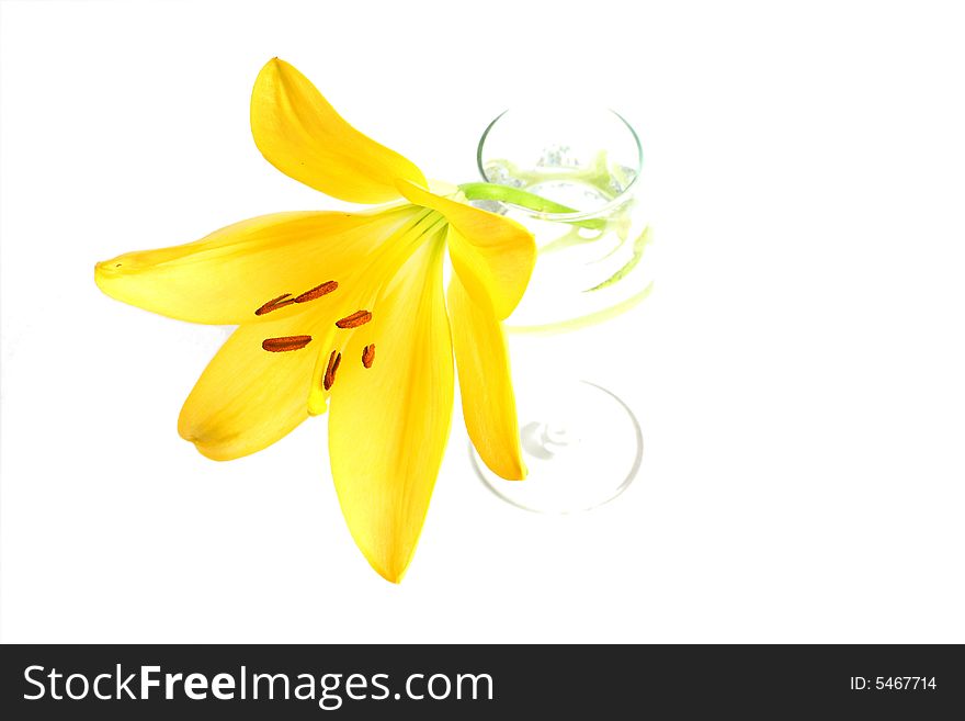 Isolated shot of a yellow lily on white background