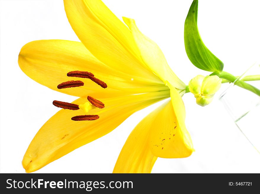 Isolated shot of a yellow lily on white background