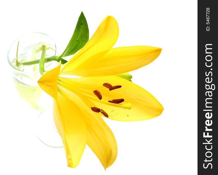 Isolated shot of a yellow lily on white background