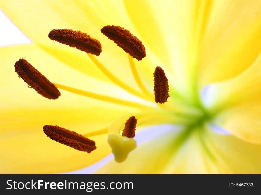 Isolated shot of a yellow lily on white background