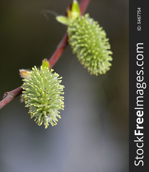 Blossoming Willow. Spring. Yellow.