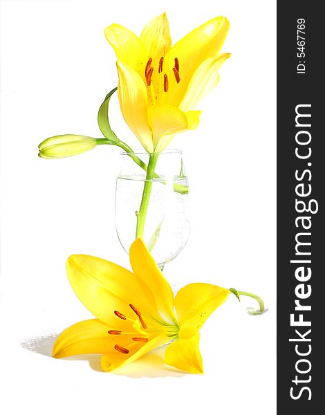 Isolated shot of a yellow lilies on white background