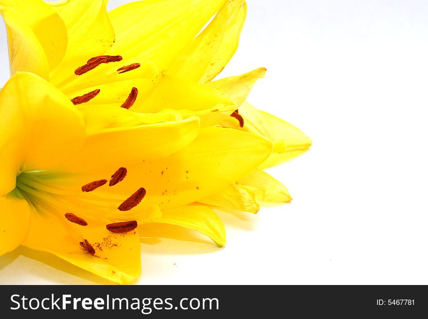 Isolated shot of a yellow lilies on white background