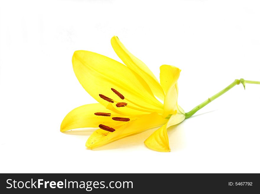 Isolated shot of a yellow lily on white background