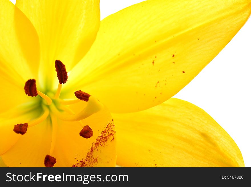 Isolated shot of a yellow lily on white background