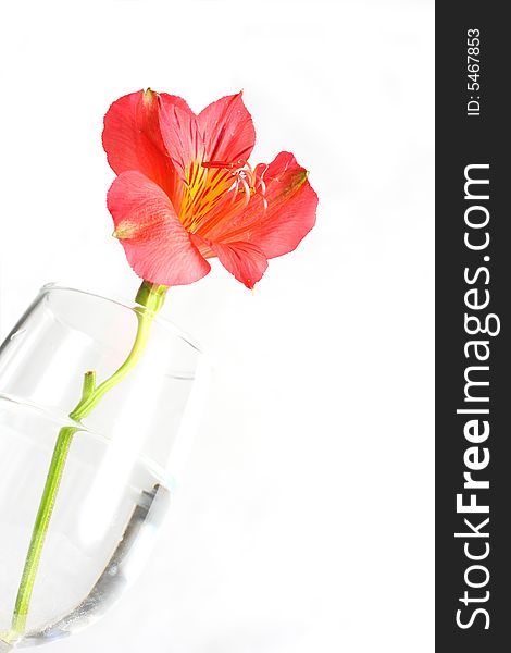 Red peruvian lily on white background in a wine glass