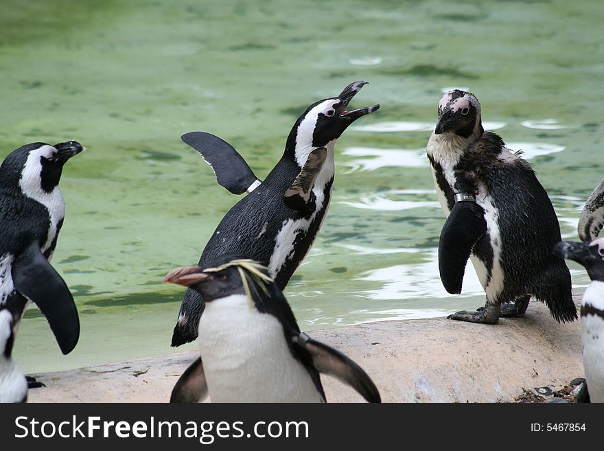 penguins standing by the waters edge