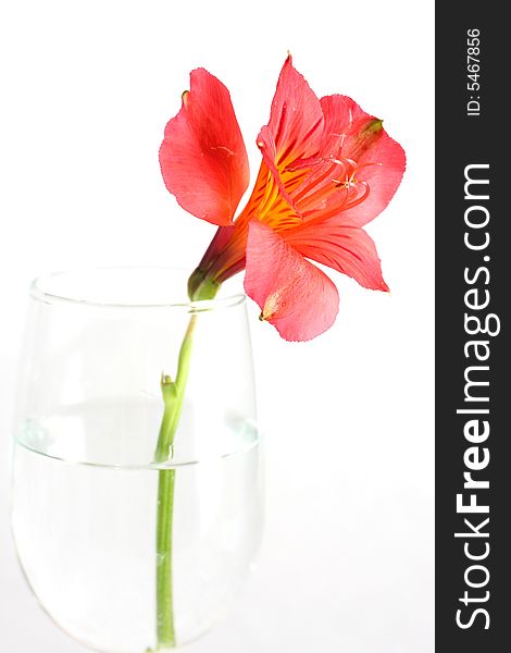 Red peruvian lily on white background in a wine glass