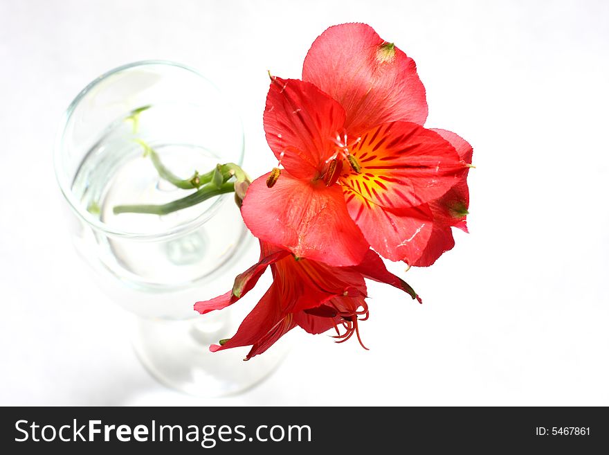 Red Peruvian Lily