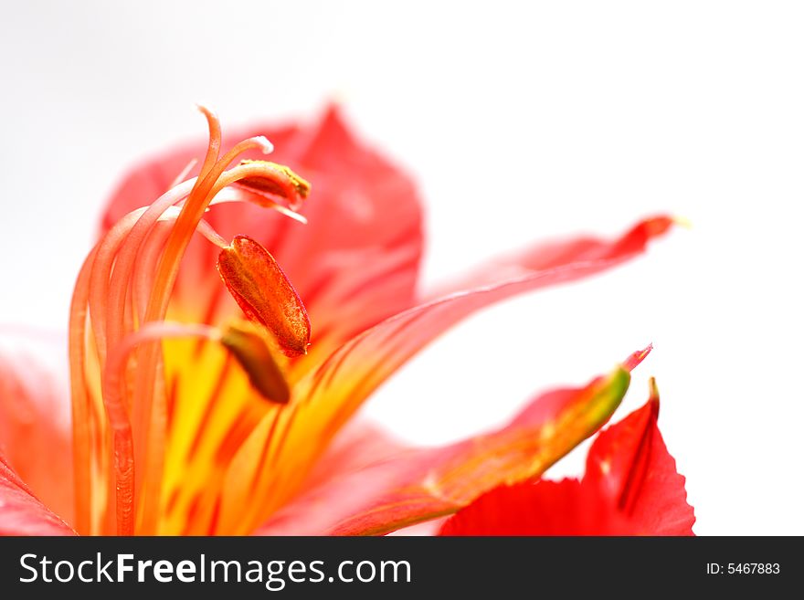 Red peruvian lily on white background in a wine glass