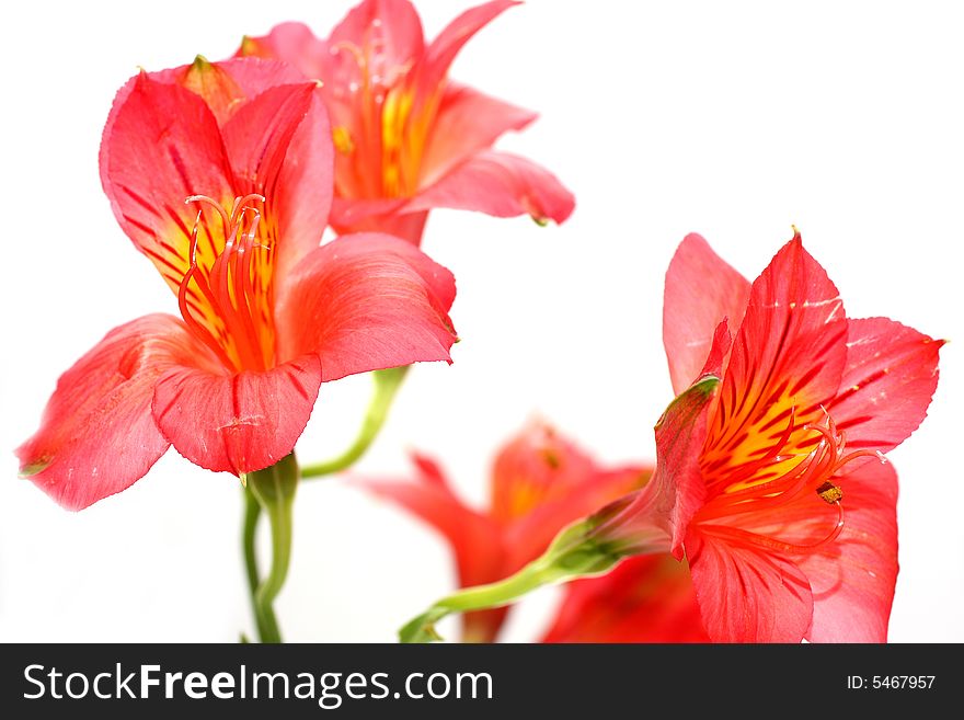 Isolated shots of red Peruvian Lilies on white background. Isolated shots of red Peruvian Lilies on white background.