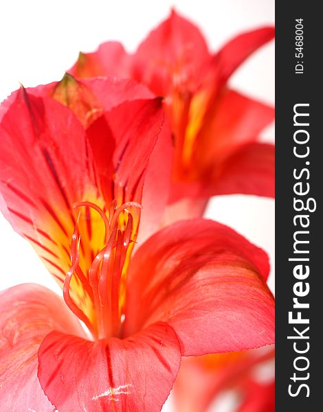 Isolated shots of red Peruvian Lilies on white background. Isolated shots of red Peruvian Lilies on white background.