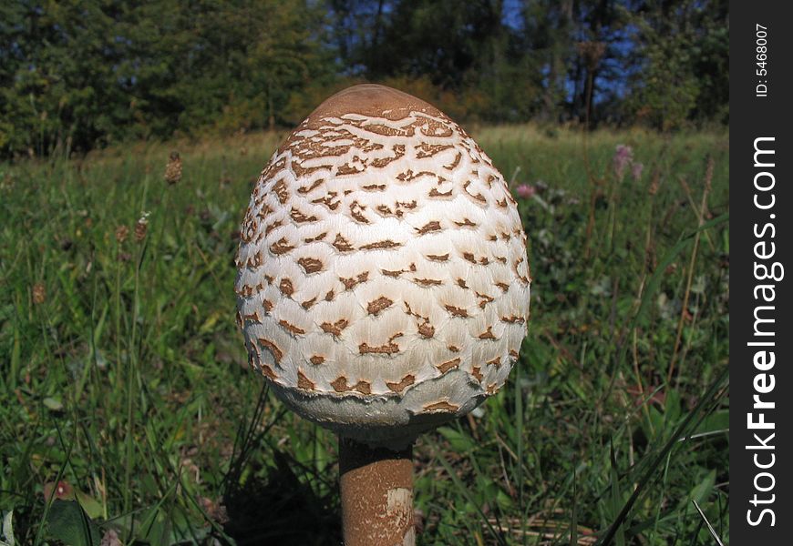 Parasol mushroom on the meadow