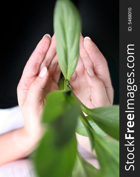 Beautiful hands with green natural leaves inside. Beautiful hands with green natural leaves inside