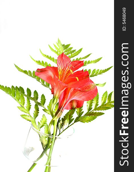 Fern leaves with assorted lilies on white background. Fern leaves with assorted lilies on white background