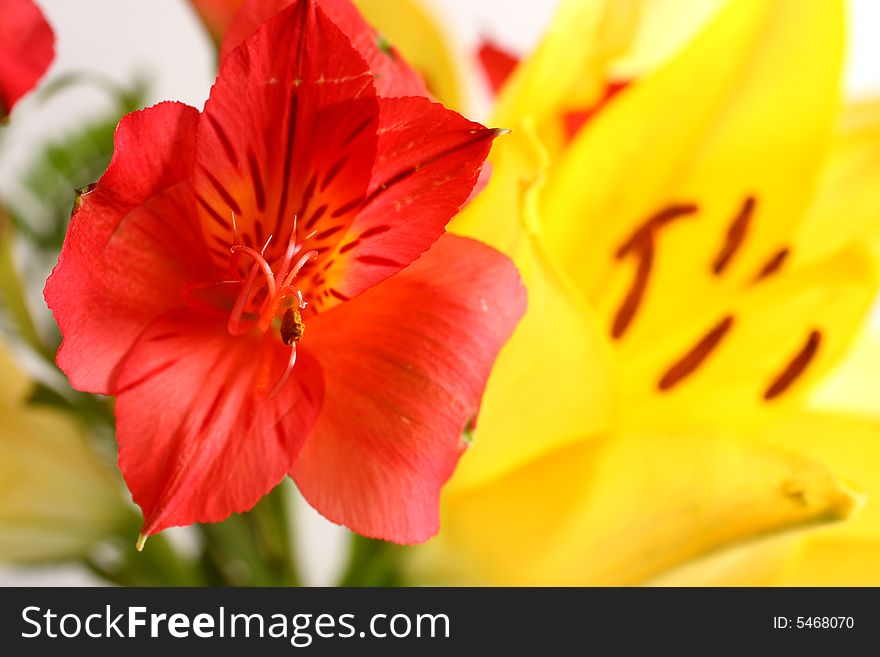 Bouquet of assorted lilies in a vase. Bouquet of assorted lilies in a vase.