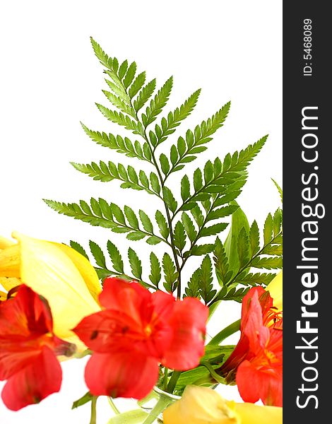 Fern leaves with assorted lilies on white background. Fern leaves with assorted lilies on white background